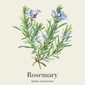 Rosemary Oil