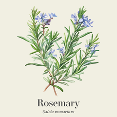 Rosemary Oil