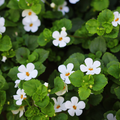 Brahmi