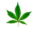 Hemp